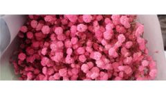 满天星是干花还是鲜花