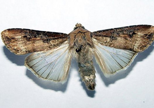 地老虎成虫 地老虎成虫