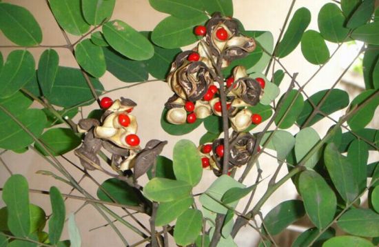 豆荚成熟后裂开露出相思豆 豆荚成熟后裂开露出相思豆