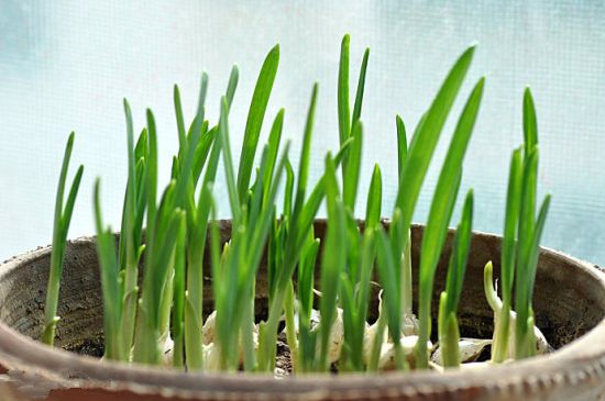 10种适合家养的“三好”植物 10种适合家养的“三好”植物