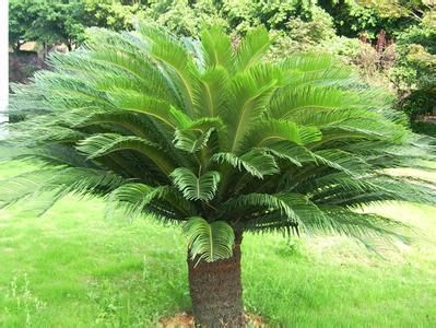 四川苏铁 四川苏铁