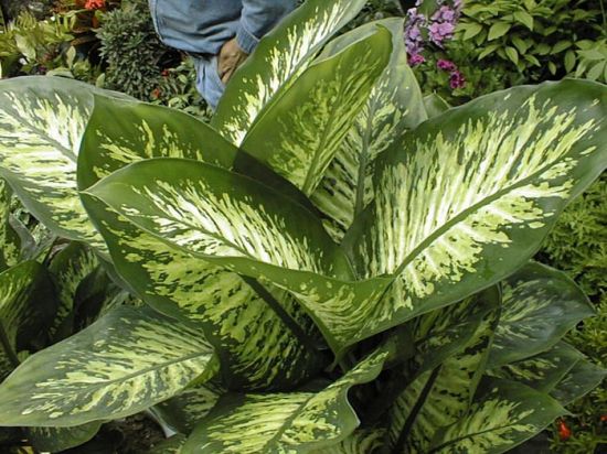 花叶万年青3图片 花叶万年青3图片