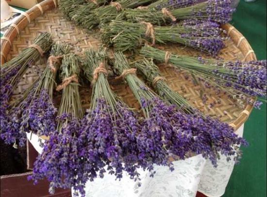 薰衣草 薰衣草