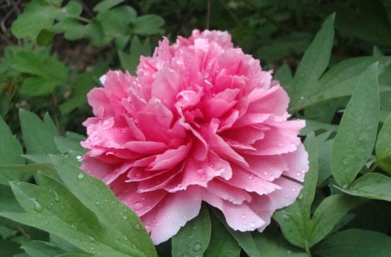 粉色的牡丹花 粉色的牡丹花