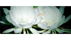 昙花开花前特征