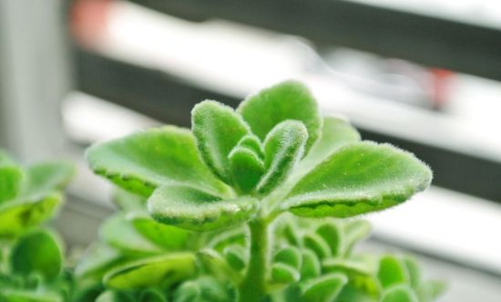 10种适合家养的“三好”植物 10种适合家养的“三好”植物