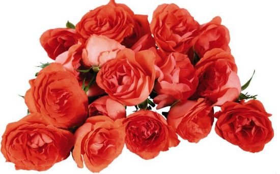 绽放的玫瑰花 绽放的玫瑰花