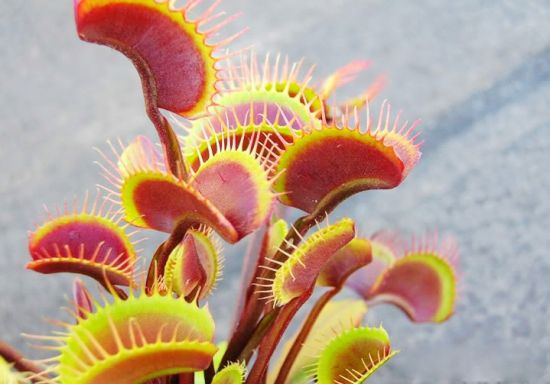 清晰的捕蝇草图片 清晰的捕蝇草图片