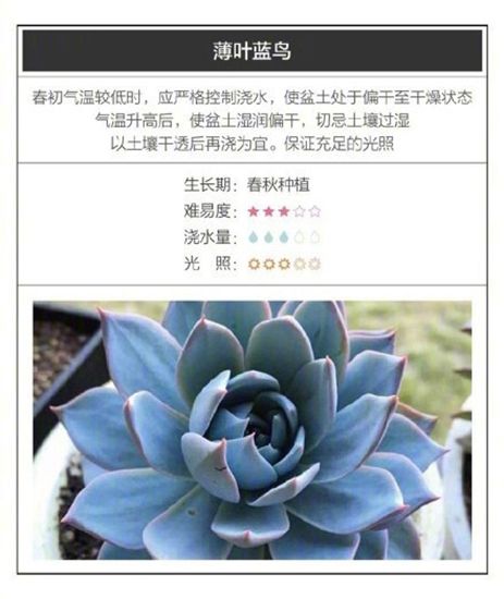 26种超好养的多肉植物(内附种植方法) 26种超好养的多肉植物(内附种植方法)
