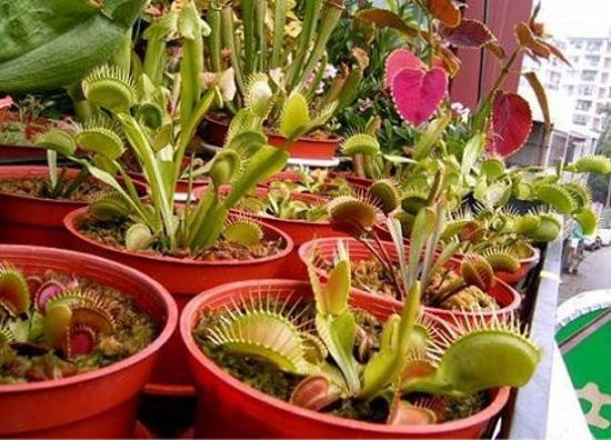 阳台上的捕蝇草图片 阳台上的捕蝇草图片