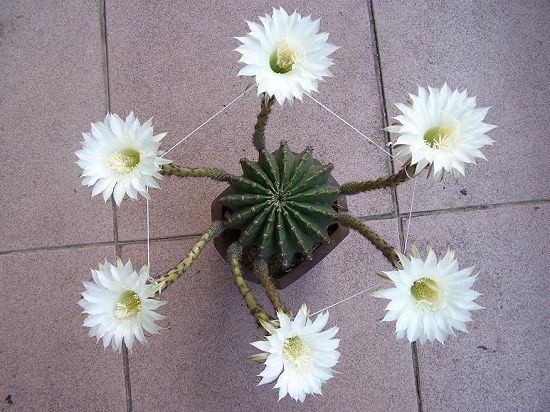 仙人球开花了 仙人球开花了