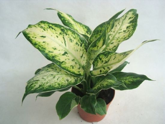 花叶万年青欣赏图片 花叶万年青欣赏图片