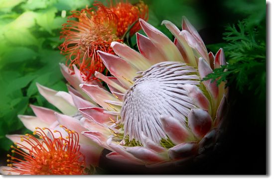 帝王花的种植方法 帝王花的种植方法