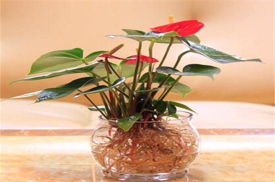 红掌为什么长不高？红掌长不高的原因及解决方