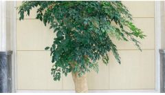 幸福树的养护要点和幸福树的养殖方法