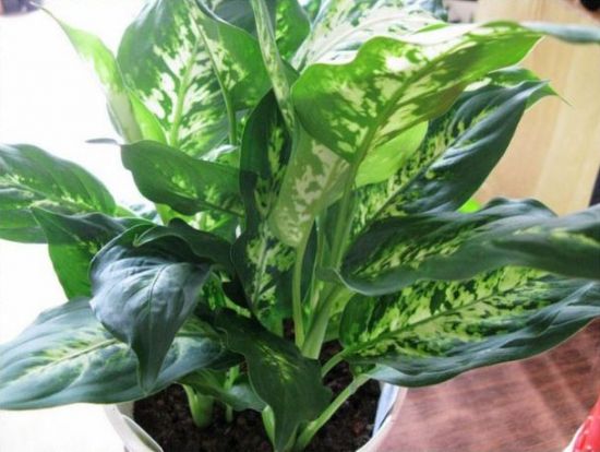 花叶万年青欣赏图片 花叶万年青欣赏图片