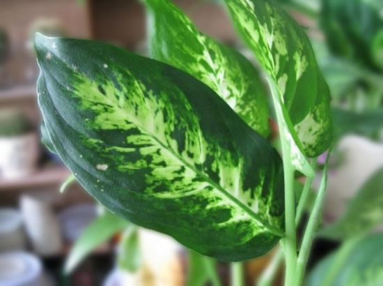 花叶万年青欣赏图片 花叶万年青欣赏图片