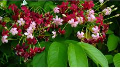 使君子的养殖方法和注意事项