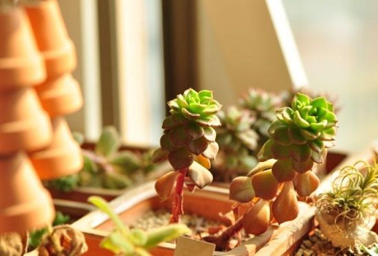 紫外线不足而徒长 紫外线不足而徒长