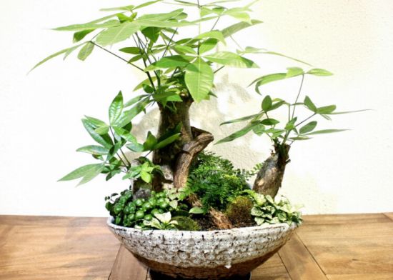 这些植物气温越高它们长得越浪 这些植物气温越高它们长得越浪