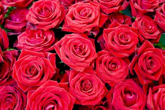 满满的玫瑰 满满的玫瑰