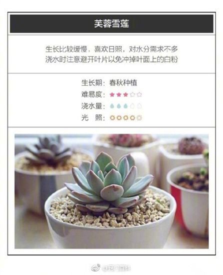 26种超好养的多肉植物(内附种植方法) 26种超好养的多肉植物(内附种植方法)