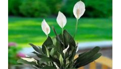 白掌如何剪叶子图解版，密枝疏剪和病叶剪除