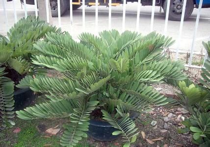 南美苏铁 南美苏铁