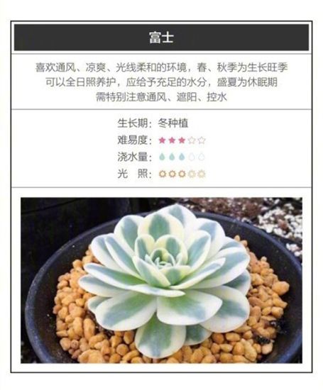 26种超好养的多肉植物(内附种植方法) 26种超好养的多肉植物(内附种植方法)