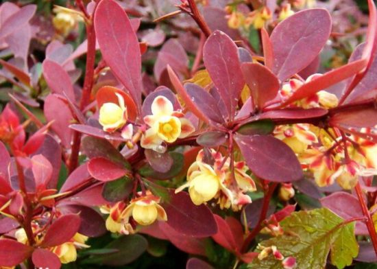 怎样让紫叶小檗叶片保持红色？