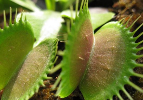 阳光上的捕蝇草图片 阳光上的捕蝇草图片