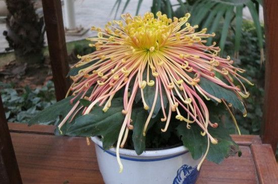 菊花家庭摆放有哪些讲究？菊花摆放宜忌及风水