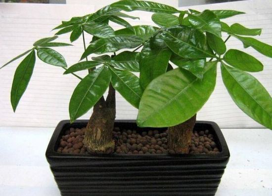 这些植物气温越高它们长得越浪 这些植物气温越高它们长得越浪