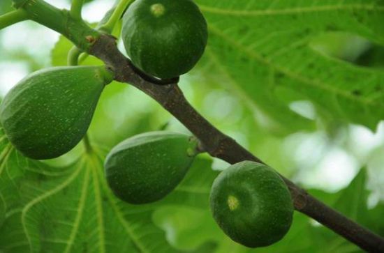 无花果 无花果
