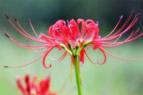 曼陀罗花的五大传说/东西方看法截然相反