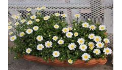 白晶菊的四大虫害及防治方法