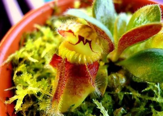 土瓶草的资料 土瓶草的资料