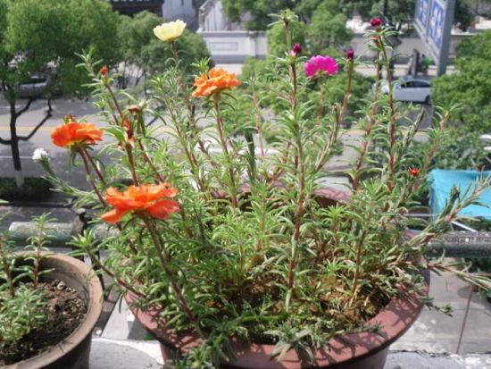 这些植物气温越高它们长得越浪 这些植物气温越高它们长得越浪