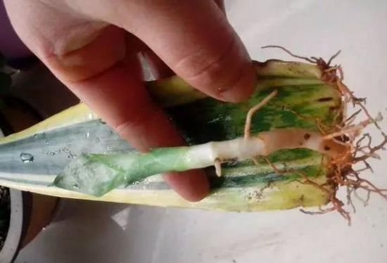 虎尾兰扦插 虎尾兰扦插