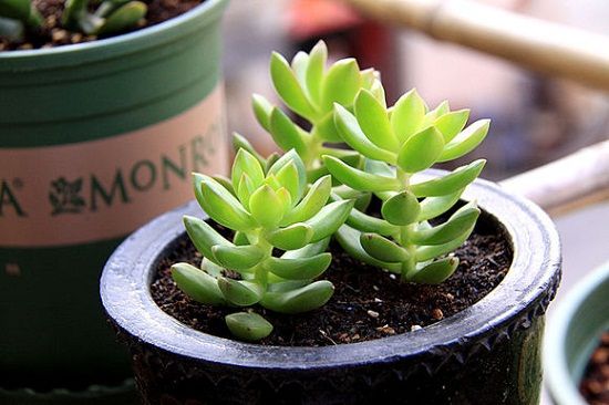 根部呼吸不畅而徒长的肉肉 根部呼吸不畅而徒长的肉肉