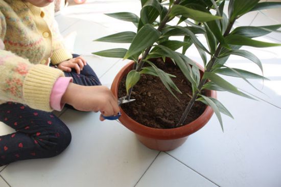 百合花的盆栽种植方法 百合花的盆栽种植方法
