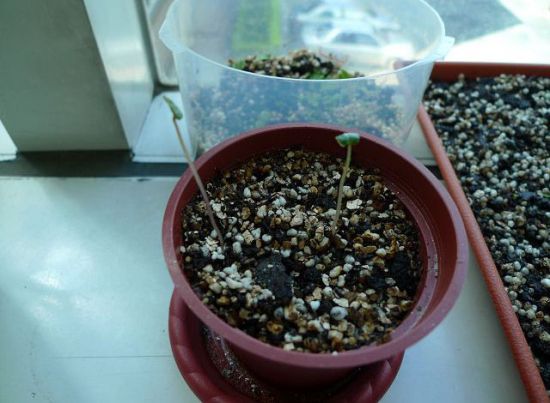 仙客来种子发芽 仙客来种子发芽