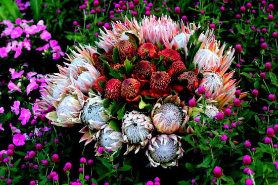 帝王花的种植方法 帝王花的种植方法