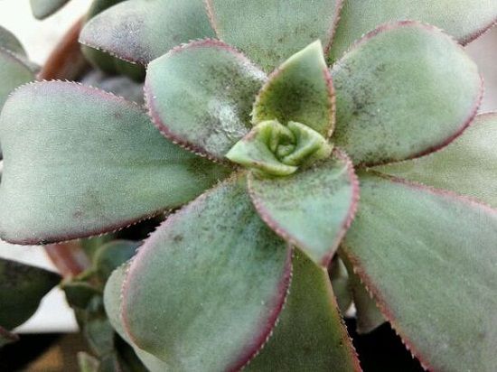 多肉植物烟煤病(一) 多肉植物烟煤病(一)