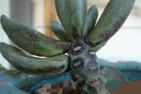 多肉植物烟煤病(二) 多肉植物烟煤病(二)