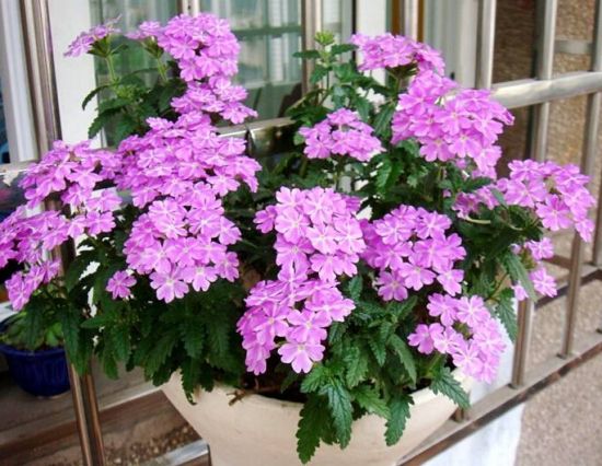 这些植物气温越高它们长得越浪 这些植物气温越高它们长得越浪