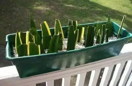 虎尾兰扦插 虎尾兰扦插