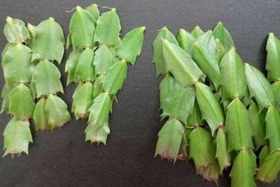 蟹爪兰扦插 蟹爪兰扦插