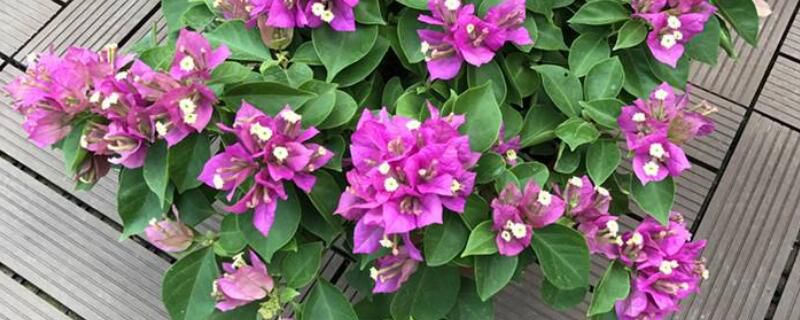 三角梅怎么扦插？三角梅扦插方法步骤