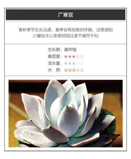 26种超好养的多肉植物(内附种植方法) 26种超好养的多肉植物(内附种植方法)